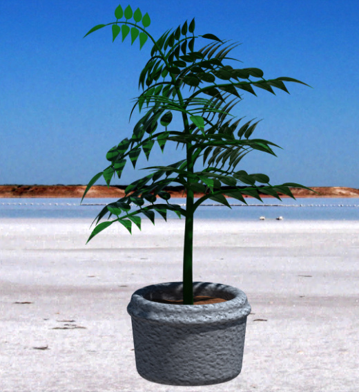 植物缩略图